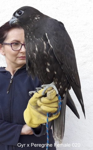 Falcons Mohr - gyr-peregrine falcon female