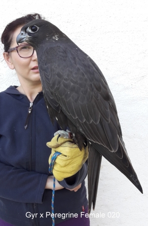 Falcons Mohr - gyr-peregrine falcon female