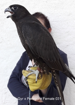 Falcons Mohr - gyr-peregrine falcon female