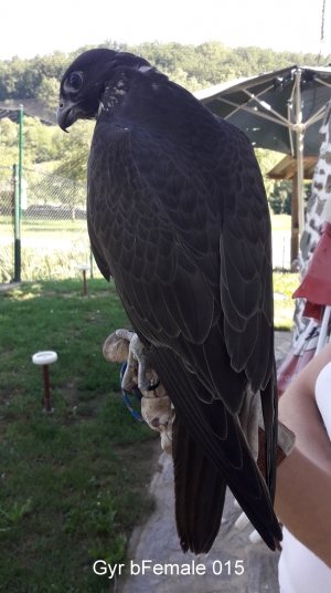 Falcons Mohr - gyr-peregrine falcon female