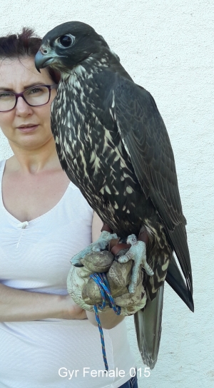 Falcons Mohr - gyr-peregrine falcon female