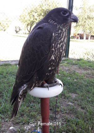 Falcons Mohr - gyr-peregrine falcon female