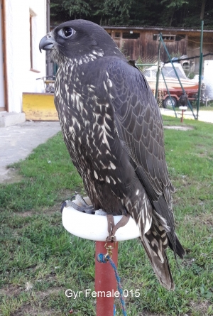 Falcons Mohr - gyr-peregrine falcon female