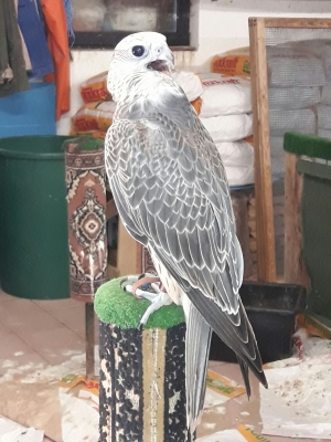 Falcons Mohr - gyr-peregrine falcon female