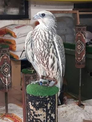 Falcons Mohr - gyr-peregrine falcon female