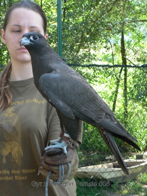 Falcons Mohr - gyr-peregrine falcon female