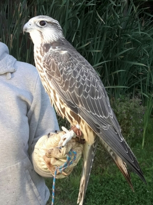Falcons Mohr - gyr-peregrine falcon female