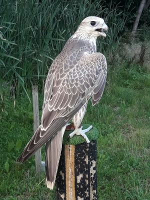 Falcons Mohr - gyr-peregrine falcon female