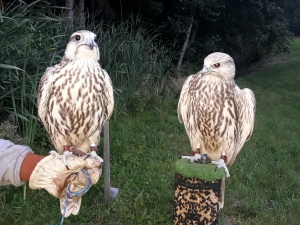 Falcons Mohr - gyr-peregrine falcon female