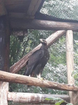 Falcons Mohr - gyr-peregrine falcon female