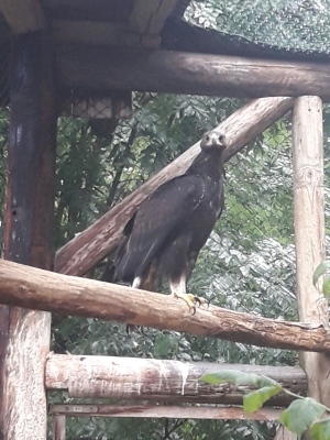 Falcons Mohr - gyr-peregrine falcon female