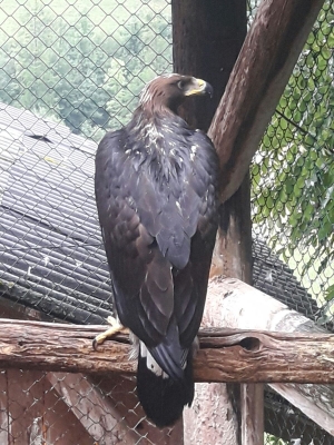 Falcons Mohr - gyr-peregrine falcon female