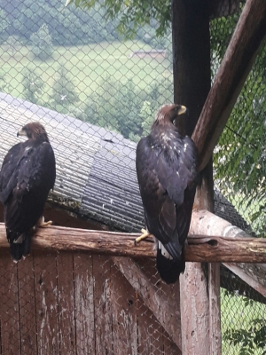 Falcons Mohr - gyr-peregrine falcon female