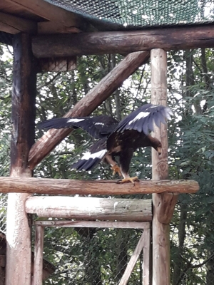 Falcons Mohr - التلفيف القطامي الصقور الإناث