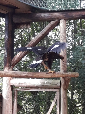 Falcons Mohr - gyr-peregrine falcon female