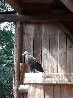 Falcons Mohr - gyr-peregrine falcon female