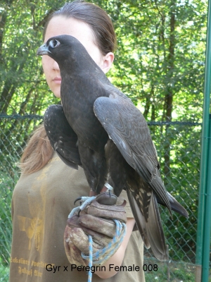 Falcons Mohr - gyr-peregrine falcon female