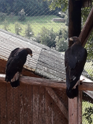 Falcons Mohr - gyr-peregrine falcon female