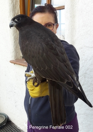 Falcons Mohr - gyr-peregrine falcon female