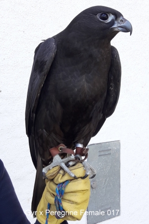 Falcons Mohr - gyr-peregrine falcon female