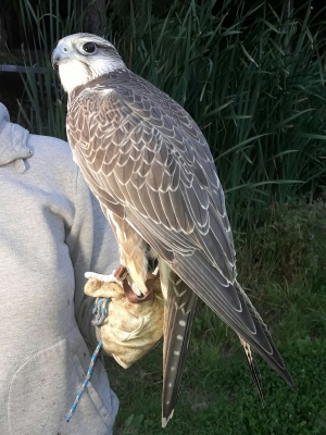 Falcons Mohr - gyr-peregrine falcon female