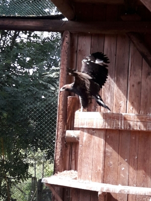 Falcons Mohr - gyr-peregrine falcon female