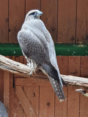 Falcons Mohr - gyrfalcon female