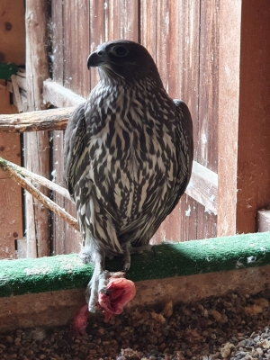 Falcons Mohr - gyrfalcon female