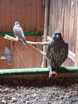 Falcons Mohr - gyrfalcon female