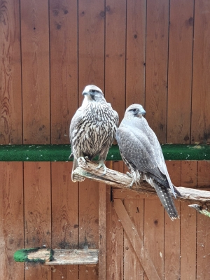 Falcons Mohr - Gerfalke weiblich