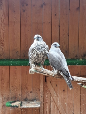 Falcons Mohr - gyrfalcon female