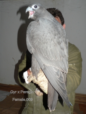 Falcons Mohr - gyr-peregrine falcon female