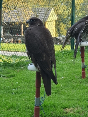 Falcons Mohr - gyrfalcon female