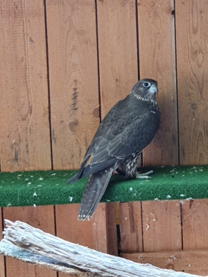 Falcons Mohr - gyrfalcon female