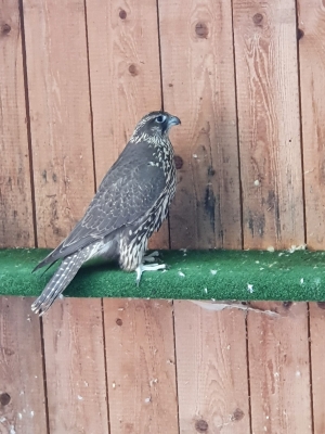 Falcons Mohr - gyrfalcon female