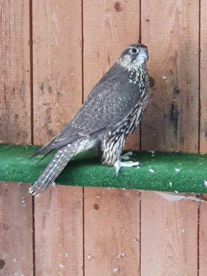 Falcons Mohr - gyrfalcon female