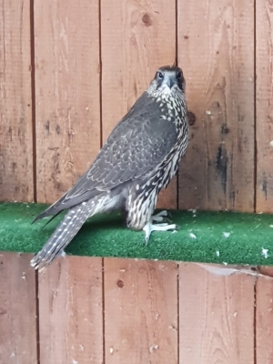 Falcons Mohr - gyrfalcon female