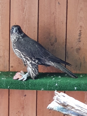 Falcons Mohr - gyrfalcon female