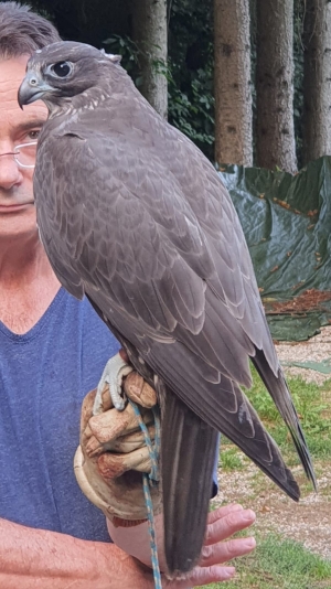 Falcons Mohr - gyr-peregrine falcon female