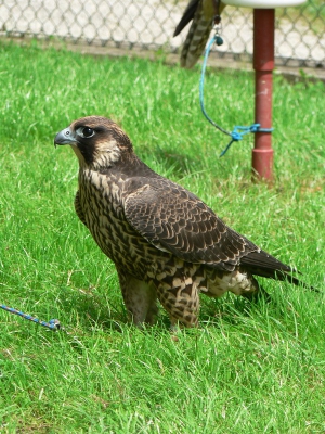 Falcons Mohr - gyr-peregrine falcon female