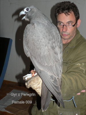 Falcons Mohr - gyr-peregrine falcon female