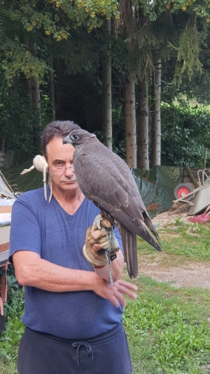 Falcons Mohr - gyrfalcon female