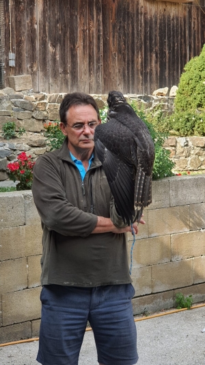 Falcons Mohr - gyr-peregrine falcon female