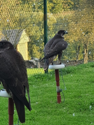 Falcons Mohr - gyr-peregrine falcon female