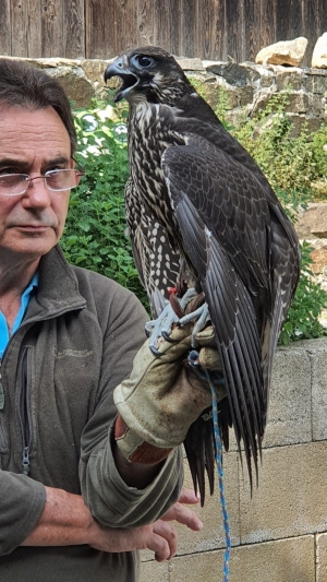 Falcons Mohr - gyr-peregrine falcon female