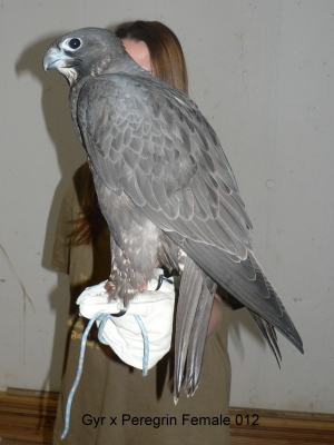 Falcons Mohr - gyr-peregrine falcon female