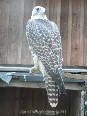 Falcons Mohr - gyr-peregrine falcon female