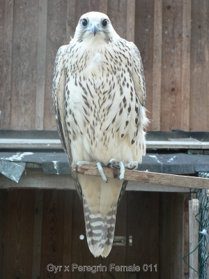 Falcons Mohr - gyr-peregrine falcon female