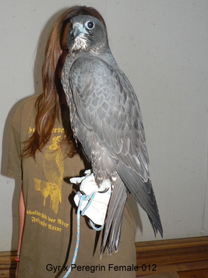 Falcons Mohr - gyr-peregrine falcon female