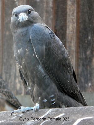 Falcons Mohr - gyr-peregrine falcon female